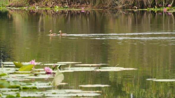 Ducks on Lake with Water Lilies, Pink Lotuses in Gloomy Water Reflecting Birds. Migratory Birds in