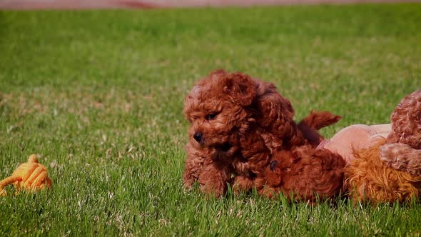 Cute poodle puppy playing in slow motion