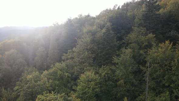 Trees in the Mountains Slow Motion. Aerial View of the Carpathian Mountains in Autumn. Ukraine