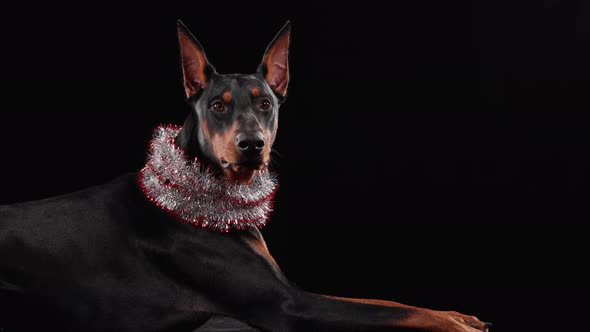 Side View Lying Doberman Pinscher New Year's Tinsel Around His Neck Studio Black Background