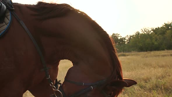 Silhouette of a Beautiful Brown Horse in the Sun