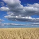 Wheat field - VideoHive Item for Sale