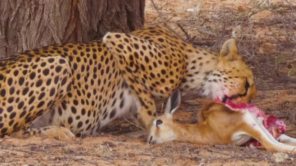 A Hungry African Cheetah Greedily Devours Fresh Kill Beside Trees In  Kalahari Desert, South Africa