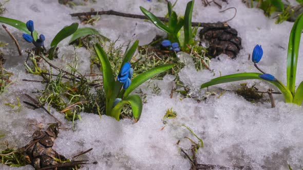 Blue Snowdrop and Snow Melts in Spring