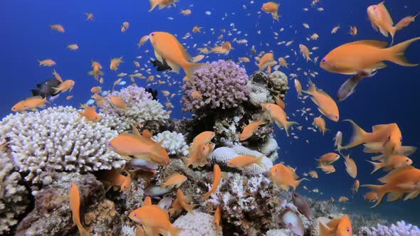 Underwater Tropical Colorful Fish