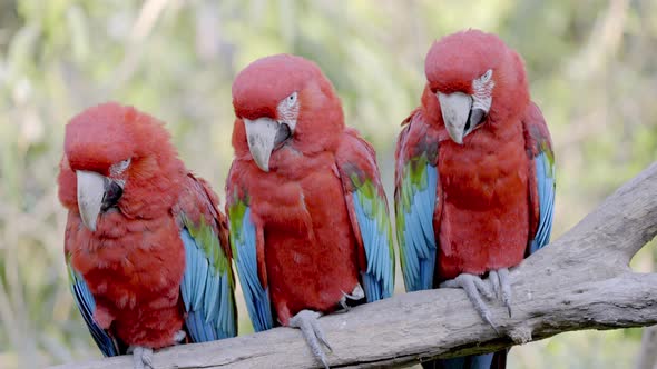 Three almost identical red and green macaws, ara chloropterus perched side by side on a wooden branc