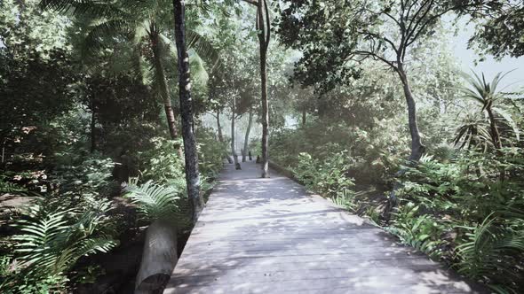 Wooden Deck Path in the Forest