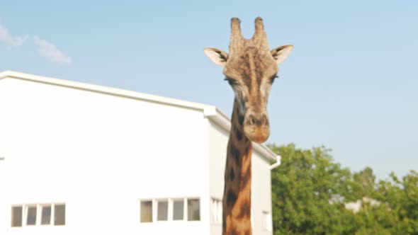 Beautiful Giraffe Walks in the Biopark