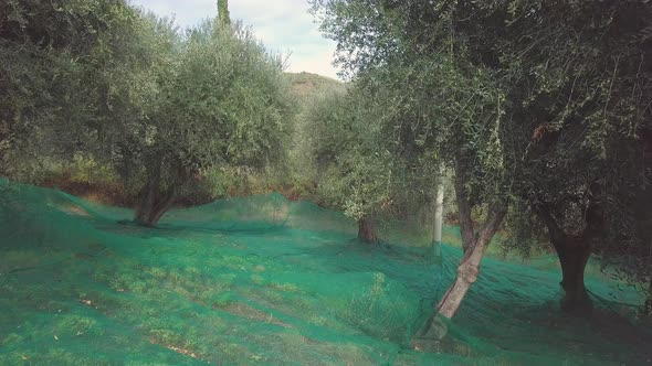 Olive Trees Organic Cultivation