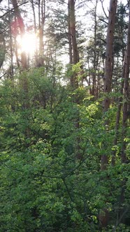 Vertical Video of Forest with Pine Trees in Summer