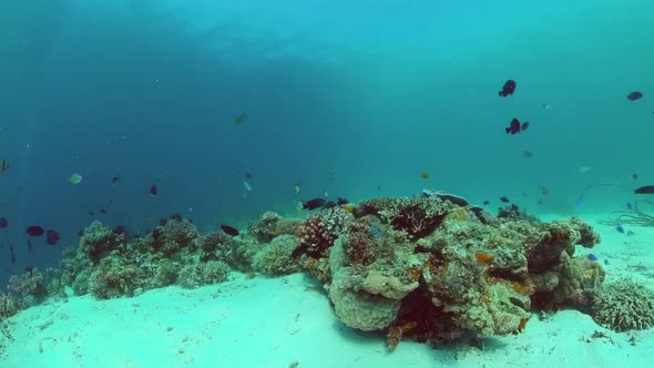 Coral Reef with Fish Underwater. Bohol, Philippines.