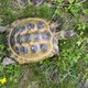 Top Vertical Shot of Yellow Colored Turtle Slowly Moving Through the Scene on Green Grass - VideoHive Item for Sale
