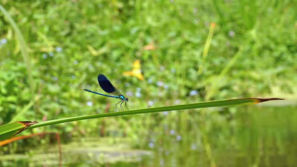 Dragonfly with Blue Wings Sitting on a Branch on a Background of the River