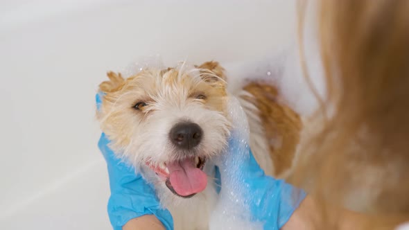 A girl in blue gloves washes a dog in a white tub of water