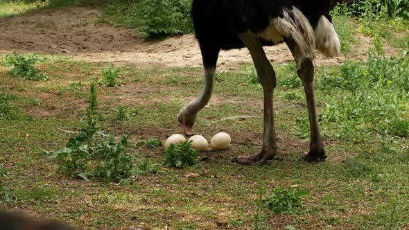 Ostrich farm. An ostrich sits on a nest hatches offspring eggs.