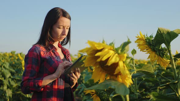 Young Attractive Farmer Working with Tablet in Sunflower Field Inspects Blooming Sunflowers Business