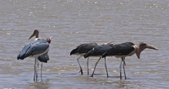 Marabou Stork, leptoptilos crumeniferus, Group drinking Water, Nairobi Park in Kenya, Real Time 4K