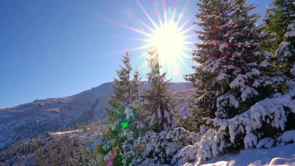 Beautiful Tall Christmas Trees Covered with White Snow on a Hill Among the Carpathian Mountains in