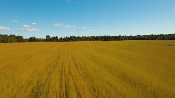 Summer Landscape, a Field of Flax