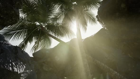 Big Palms in Stone Cave with Rays of Sunlight