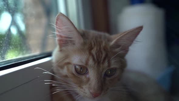 Calm Red Cat Is Relaxing at Window Sill, Portrait of Muzzle, Cute Domestic Pet, Feline Therapy