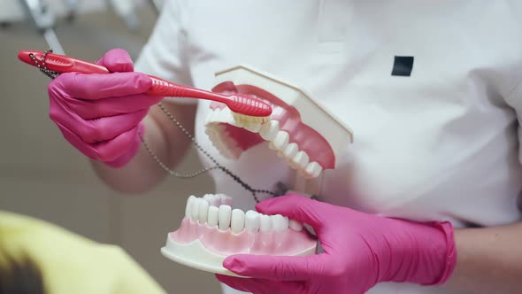 A Dentist Is Holding a Ceramic Model of Teeth and a Brush