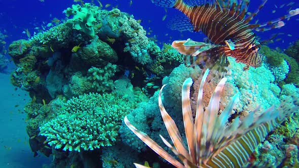 Lion-Fish Coral Reef Marine Life