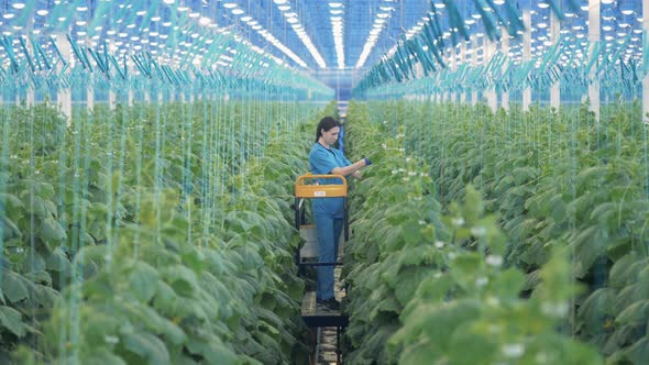 Greenery Isle and a Woman Taking Care of the Plants