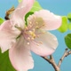 Quince Blossom Time Lapse on Blue - VideoHive Item for Sale