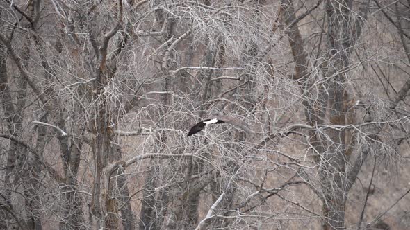 Bald Eagle flying in slow motion in the Idaho wilderness through the trees