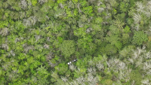 Aerial view forest and car in the jungle