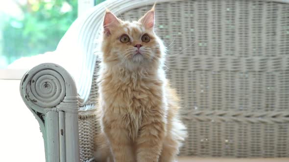 Cute Persian Cat Lying And Looking On Chair