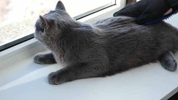 A Man Combs the Cat's Fur with Special Glove and Comb