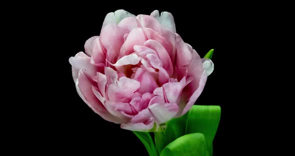 Timelapse of a Light Pink Double Peony Tulip Flower Blooming on White Background