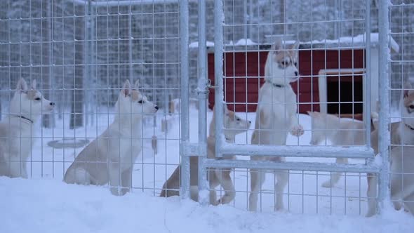 Puppies Of The Siberian Husky Breed Inside The Steeled Fence Cage In Lapland Region, Finland. -mediu