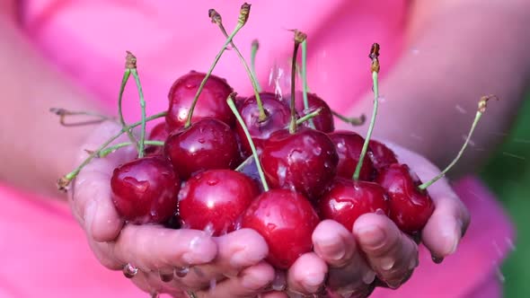 The Farmer's Palms are Full of Organic Ripe Cherries