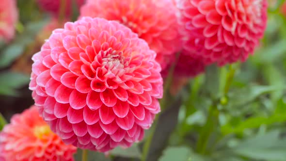 Flowering Buds Of Red Dahlias 