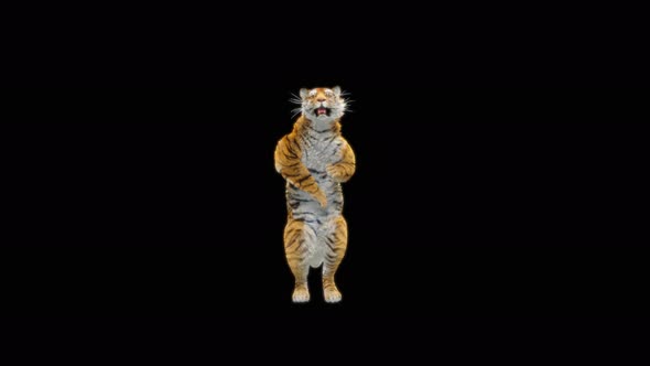 64 Tiger Dancing 4K