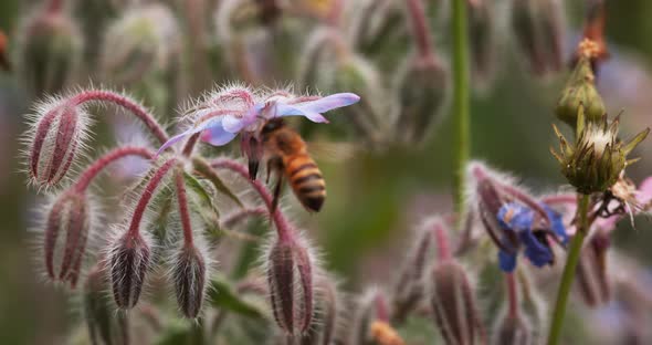 European Honey Bee, apis mellifera, Bee Booting a Borage Flower, Pollination Act, Normandy