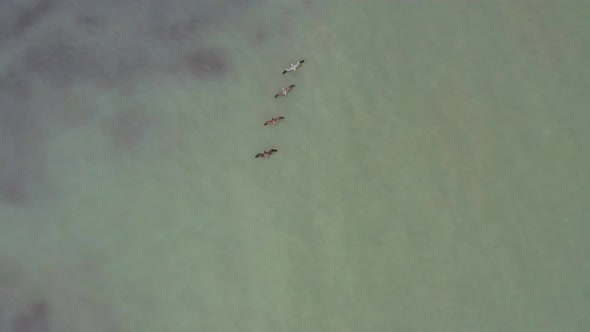 Aerial view, top down of four pelicans, Pelicanus occidentalis