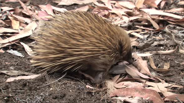 Echidna Searching for Food 