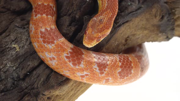 Tiger Python Molurus Bivittatus Morph Albine Burmese on Wooden Snag in White Background. Close Up