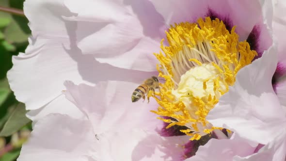 Bee and bumblebee collect honey and pollen on spring sunny day. Pink garden peony