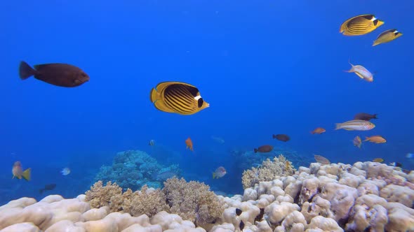 Beautiful Tropical Coral Garden