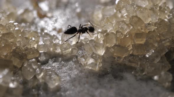 Ant and Sugar