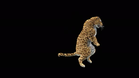 Leopard Dancing 4K