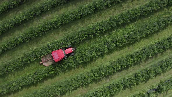 Top View of Tractor Rides Along Green Raws of Blueberry Field on Blueberry Plantation. Removal of
