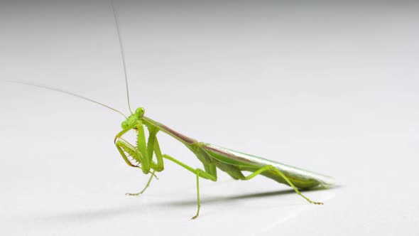 Macro Praying Mantis Cleaning