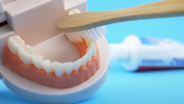 Dentist Teaching How To Brush Teeth