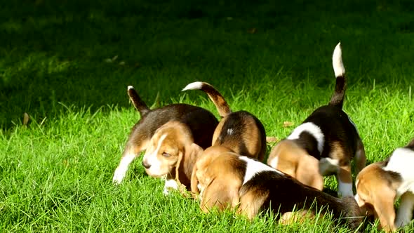 Cute Beagle Dogs Running Across the Grass Summer Day. Slow Motion